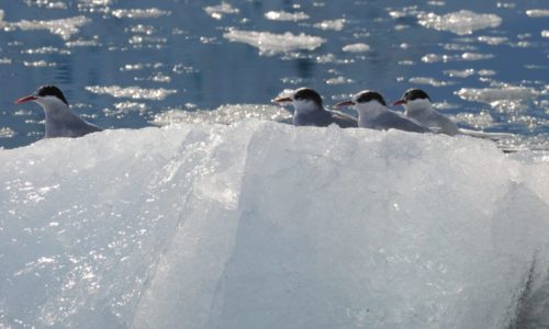antarctica