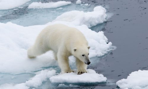 artic bear
